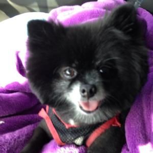 Meet your Posher, Juana